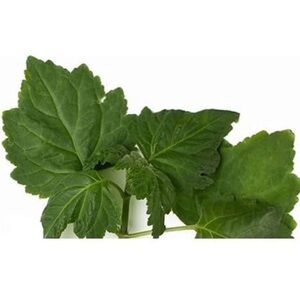 Patchouli Herb - Dried Pogostemon cablin C/S 100% from Nature (4 oz)🤩